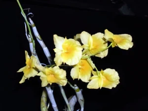 Bild von Dendrobium sukhakulii 3